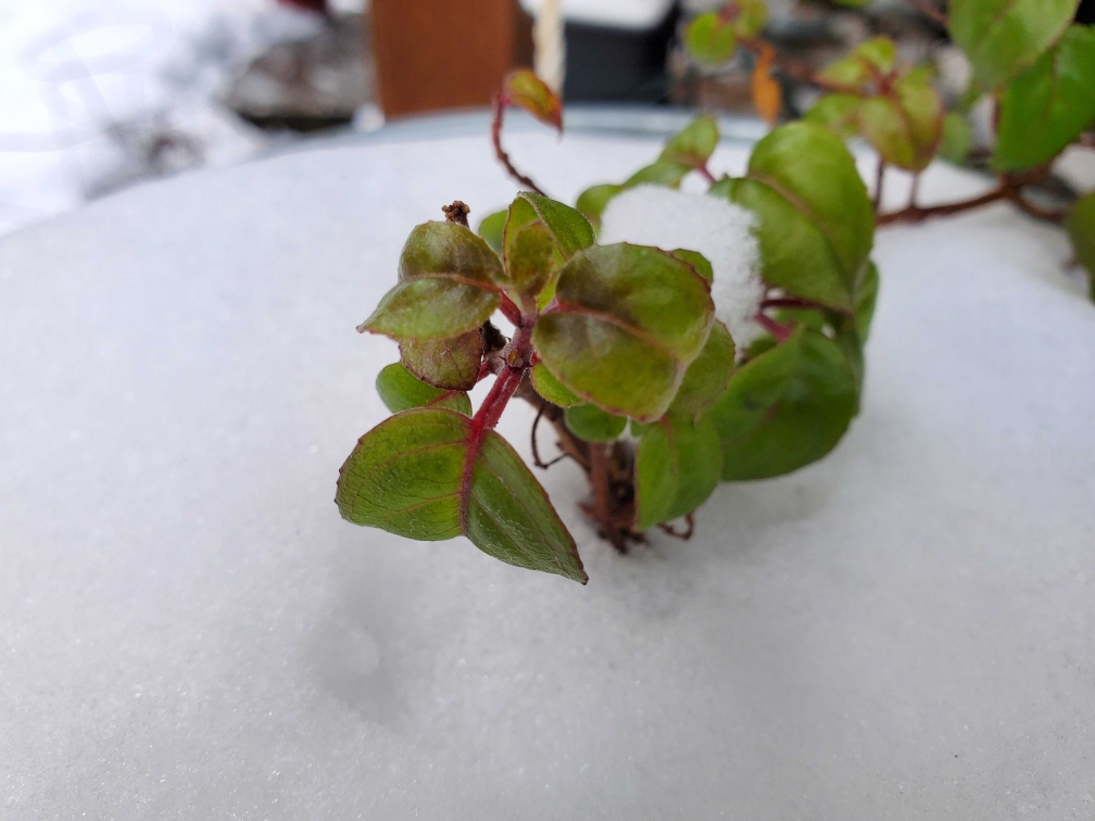 One branch of fuchsia poises delicately above snow. The fuchsia has small, green leaves with bright red stems.
