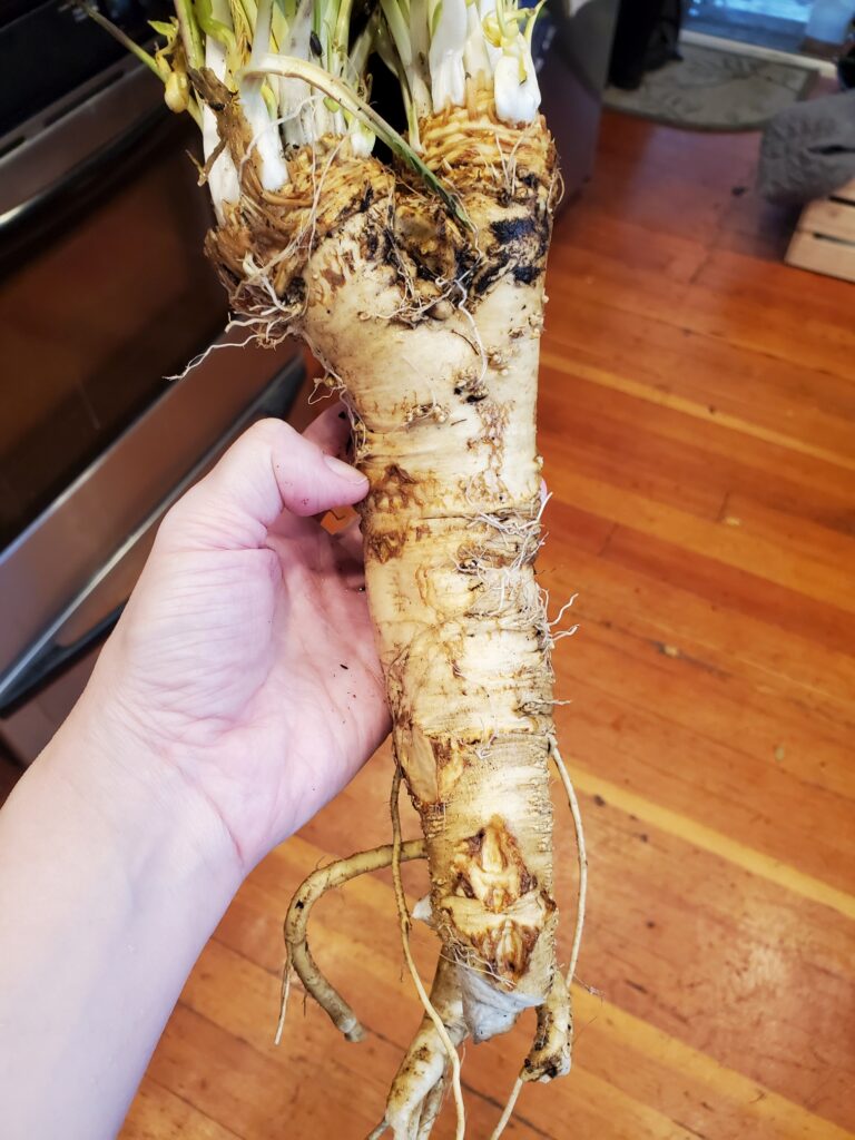 A white hand holds a large horseradish root against the backdrop of a hardwood floor. The root is over a foot long and is cream-colored, with dark patches colored by dirt.