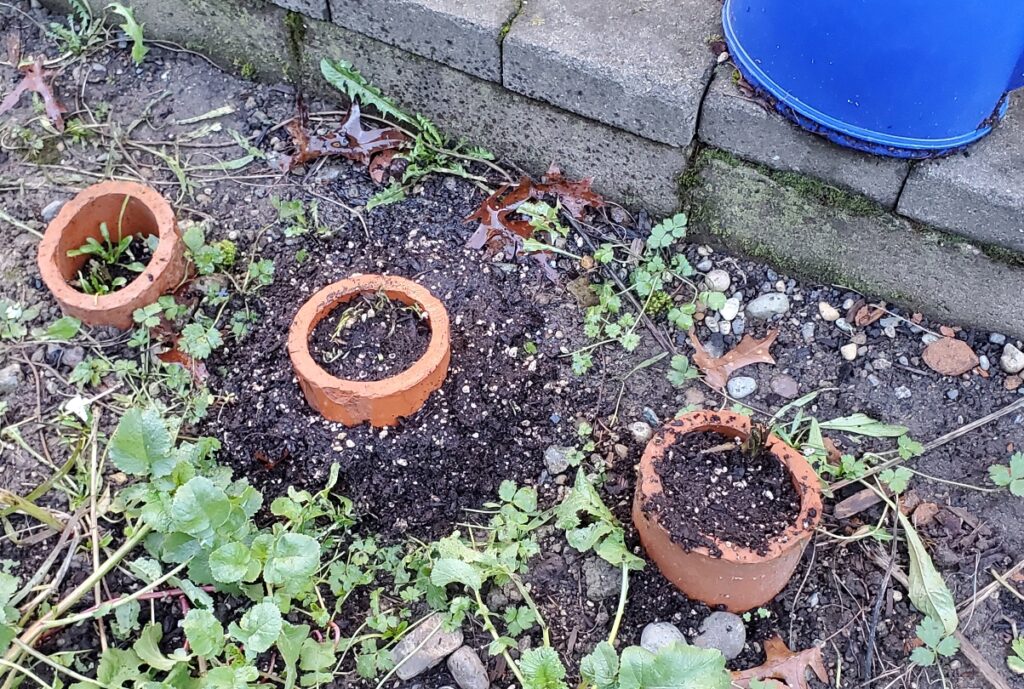 Three orange-ish clay pipes are sunk into the ground next to a concrete block wall. Each pipe is filled with dirt and has the small winter leaves of a horseradish plant above the dirt line.
